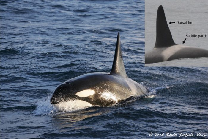 killer whale image final2 orig