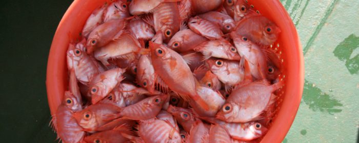 boarfish research