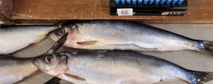 herring research