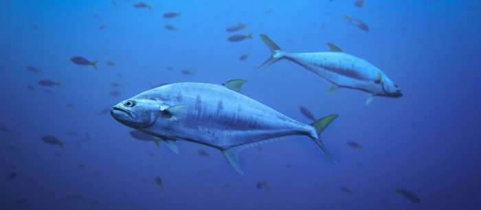 james thornton eJlYVMkyPXI unsplash