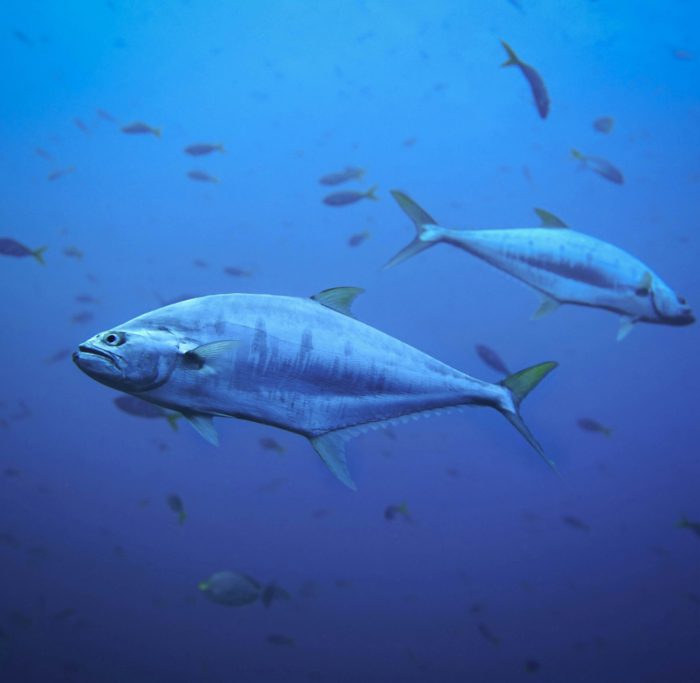 kateryna ivanova H1ESsqMl5q8 unsplash 1