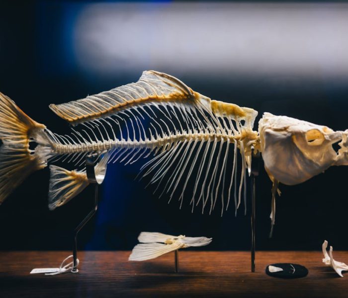 kateryna ivanova H1ESsqMl5q8 unsplash 1