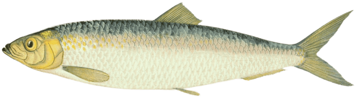 mackerel