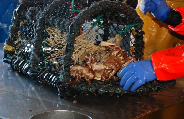 pexels jaradahfish 3806139