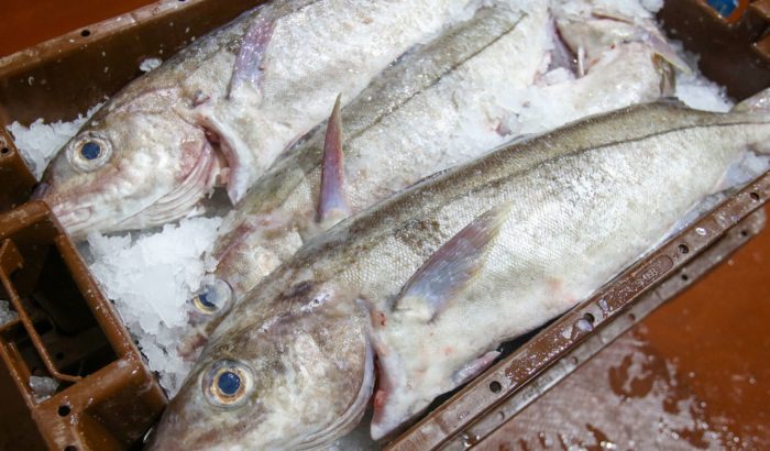 paul einerhand QEV0iyd09MY unsplash