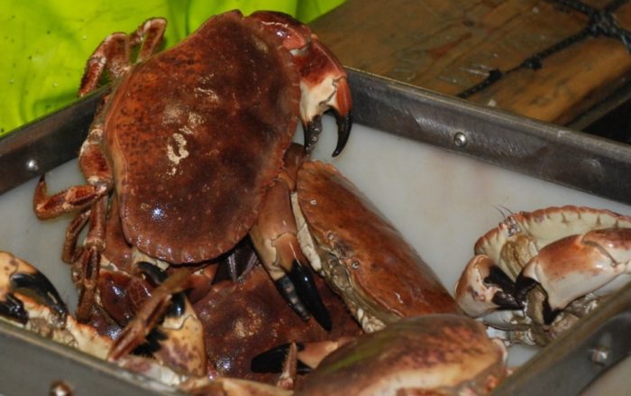 pexels jaradahfish 3806139